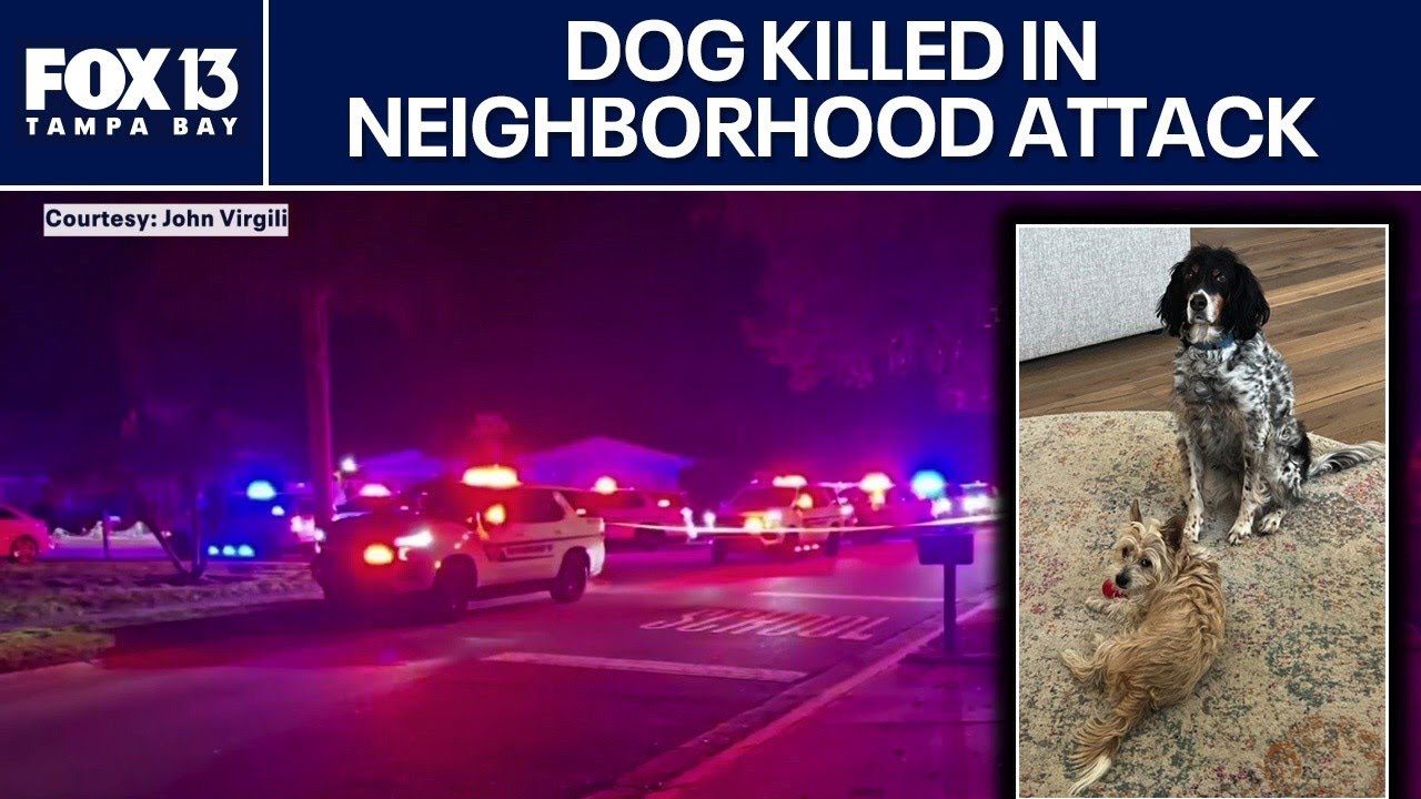 Sarasota man and his dogs attacked while on walk