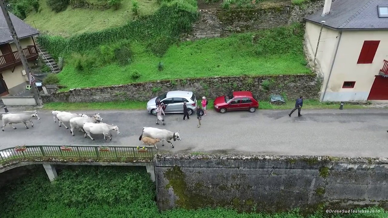 La transhumance filmée par un drone dans les Pyrénées