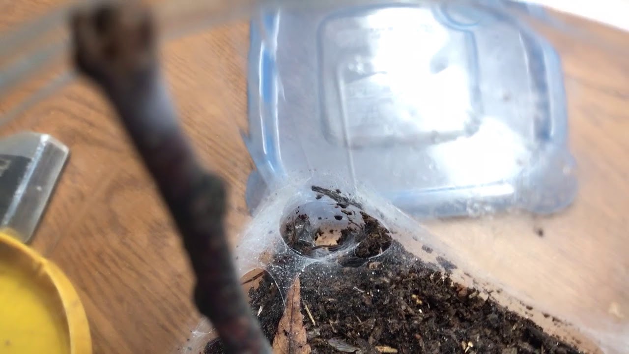 迫力なきヤチグモの餌やり  ハエトリグモも登場！クモ飼育編