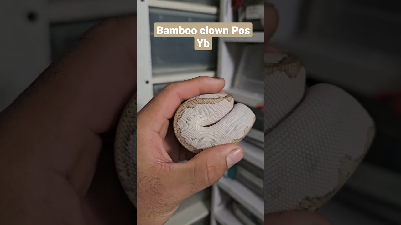 Bamboo Clown pos YB Piton Bola #reptile #snake #pet #pitonbola