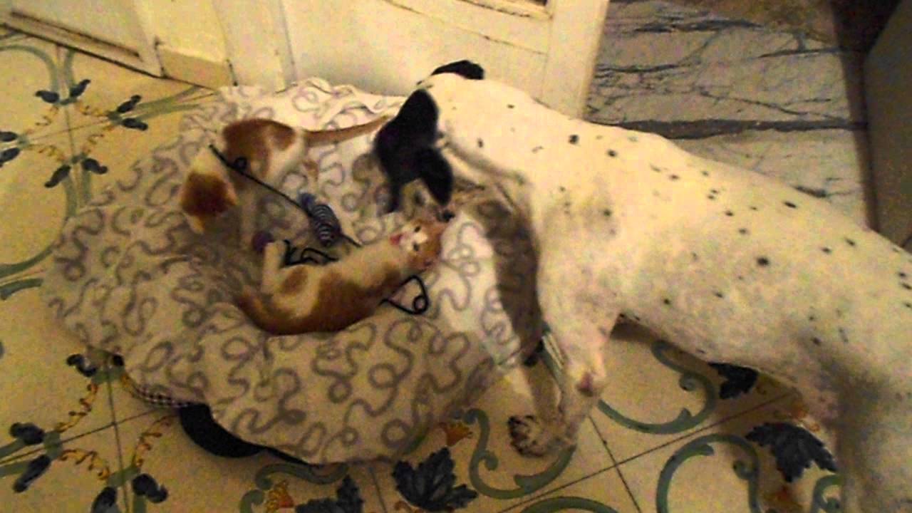 Bruno e Callisto. Ovviamente il pi&ugrave; scalmanato dei fratelli... &egrave; Bruno!