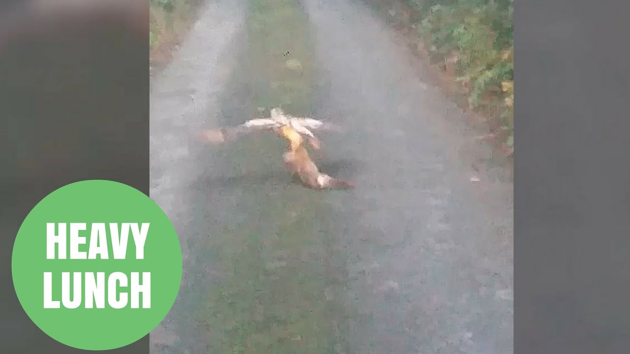 Bird of prey struggles to fly off with fat rabbit