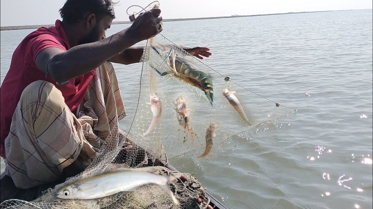 জাল দিয়ে নদী থেকে গলদা চিংড়ি ও ঘাইরা মাছ শিকার।। Awesome Traditional Net Fishing।। Amazing Fishing