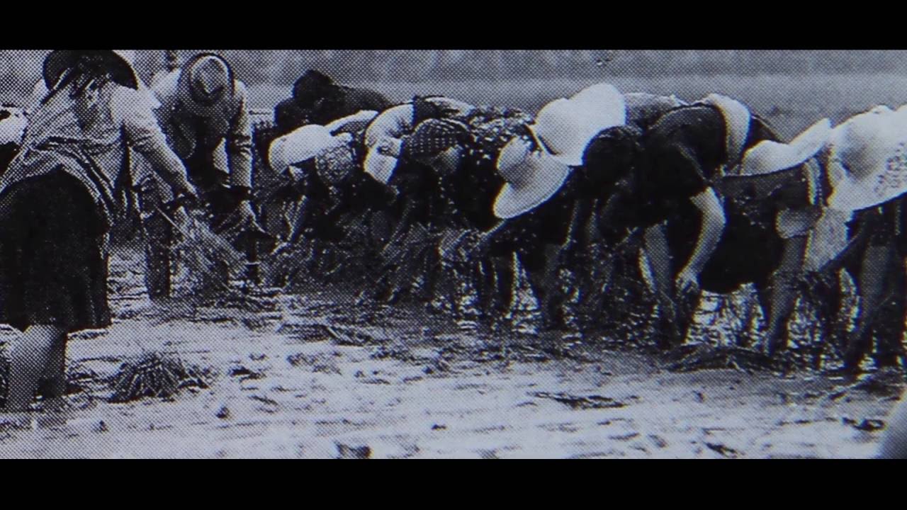 Le Dame del Riso - Il tempo delle Mondine