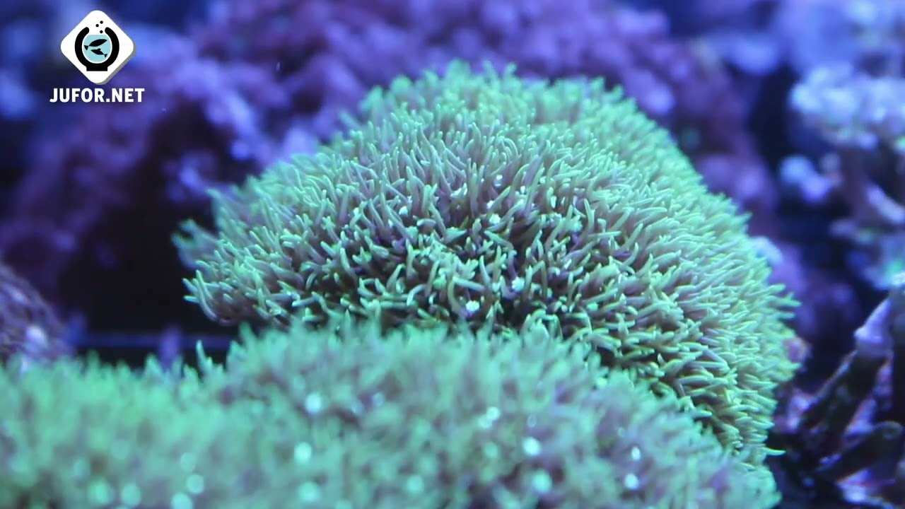 5 CORALES PARA PRINCIPIANTES 🪸