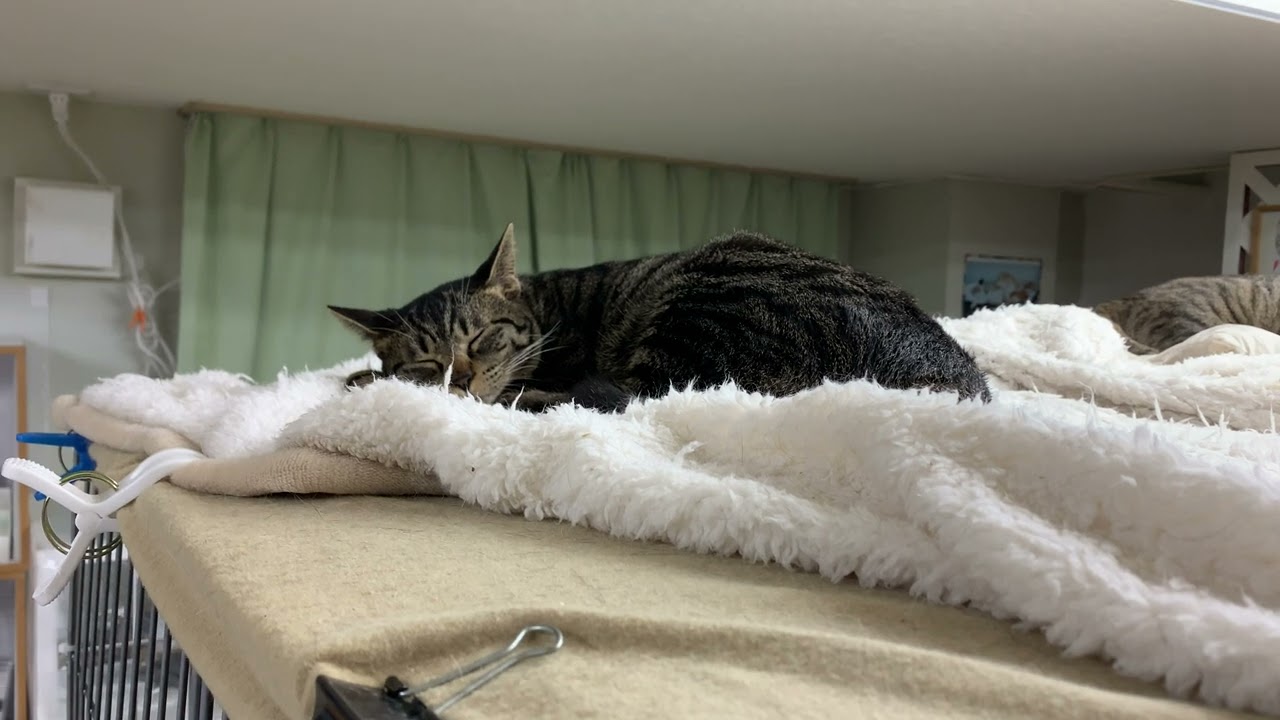 トトトライアル時間変更【保護猫ハウス日記】