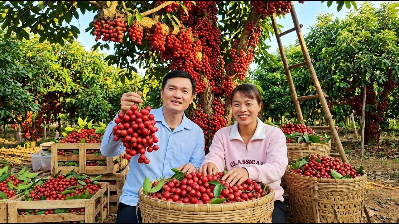Robert Cares for the Pigs While Mai Takes Fresh Wild Berries to the Market