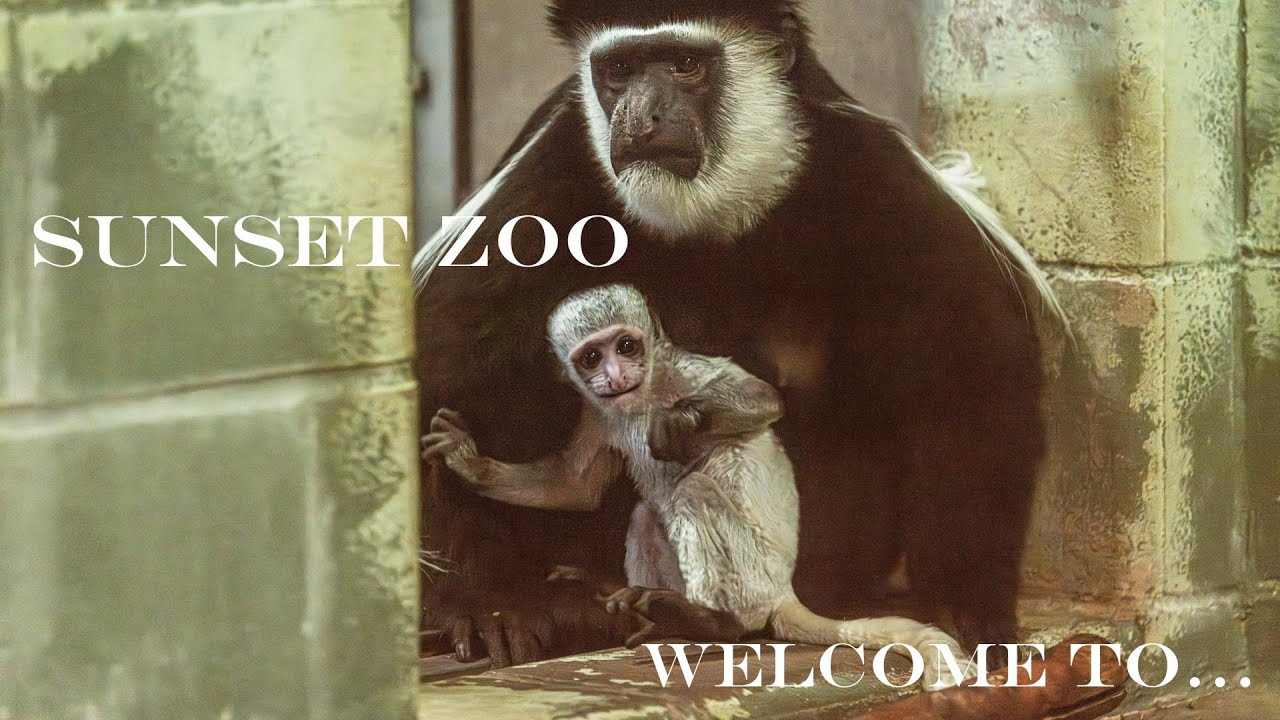 Sunset Zoo New Addition!