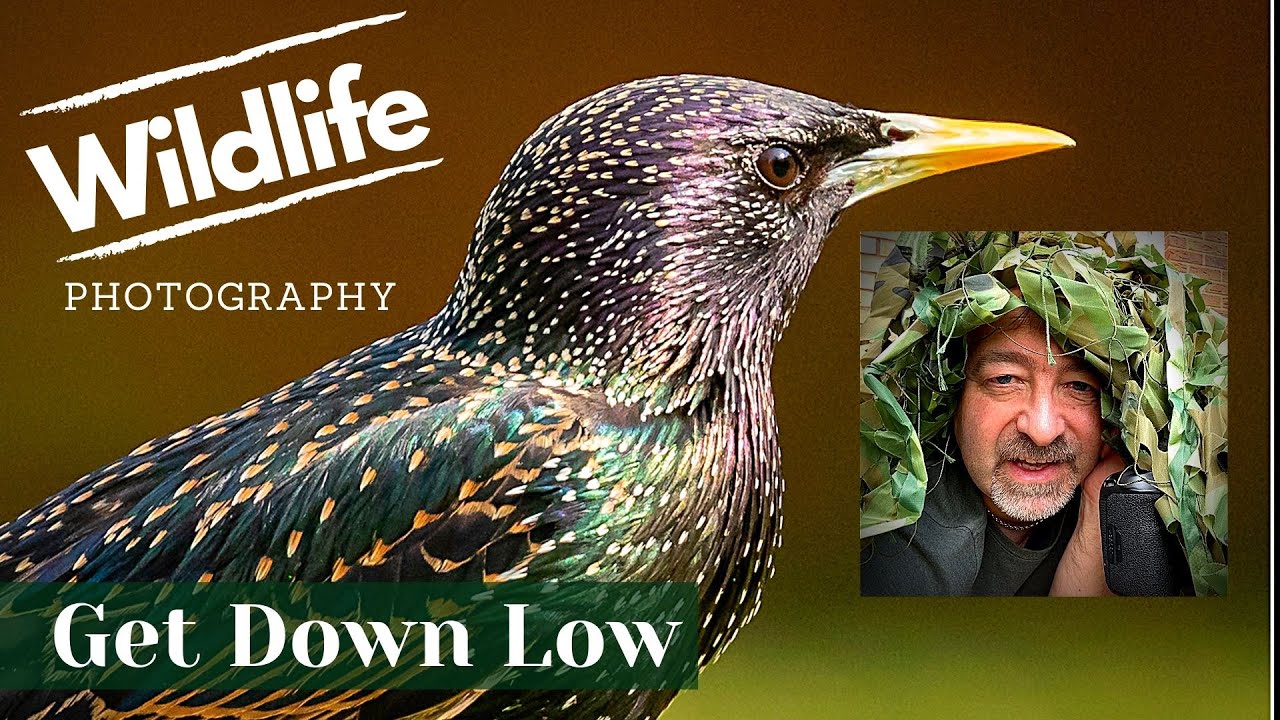 GARDEN WILDLIFE PHOTOGRAPHY UK | Ep 4 | The Low Down on Photographing Birds.