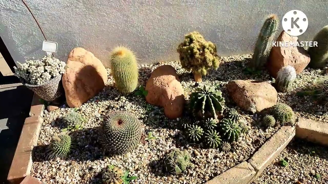 CACTO NOVO NA MINHA COLEÇÃO E PARTICIPAÇÃO ESPECIAL (Melocactus Azureus) VOCÊ CONHECIA ESTE CACTO? 💚