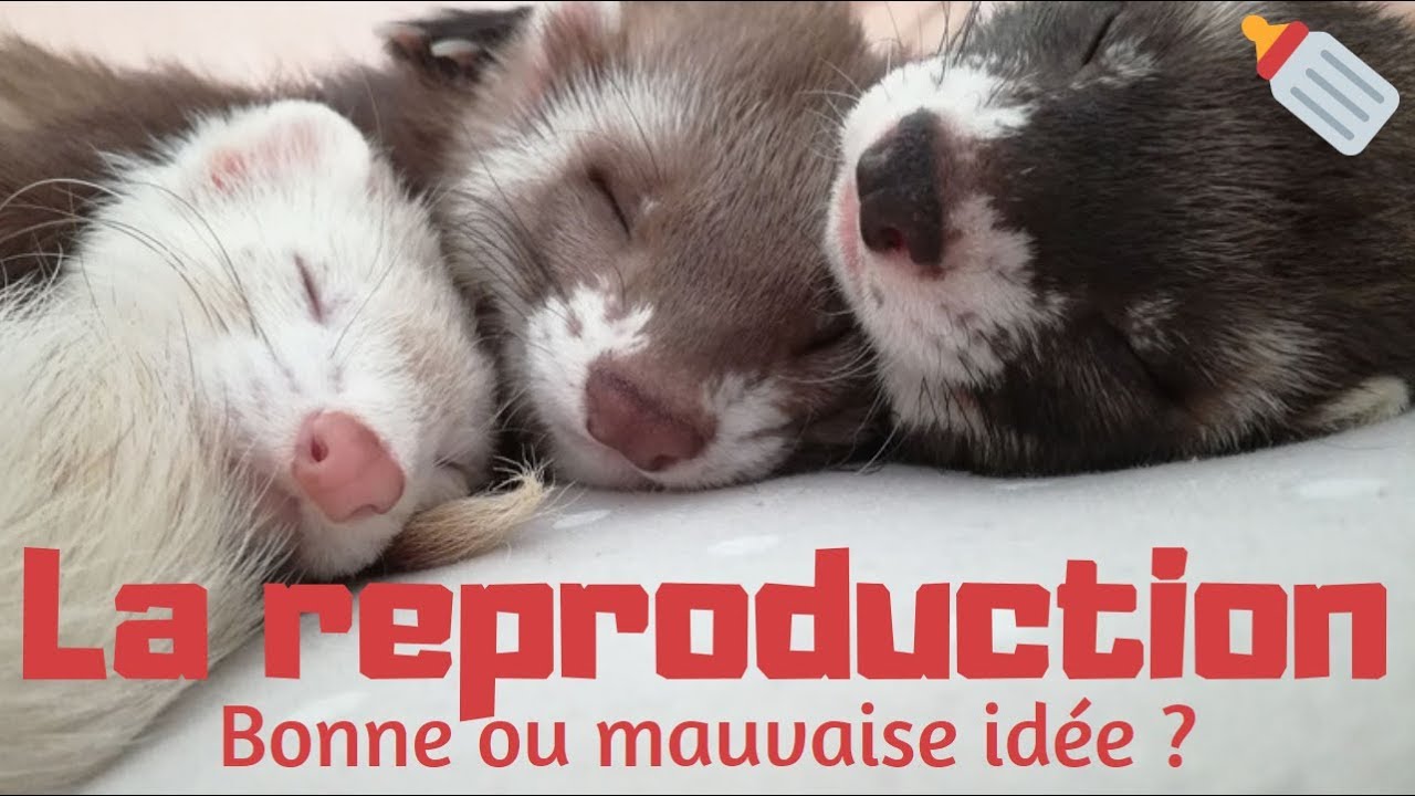 Reproduction chez le furet - Les Furets Malins