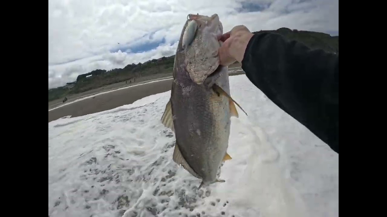 CORVINAS XL  x 3 , Inicio de temporada 2025-2026