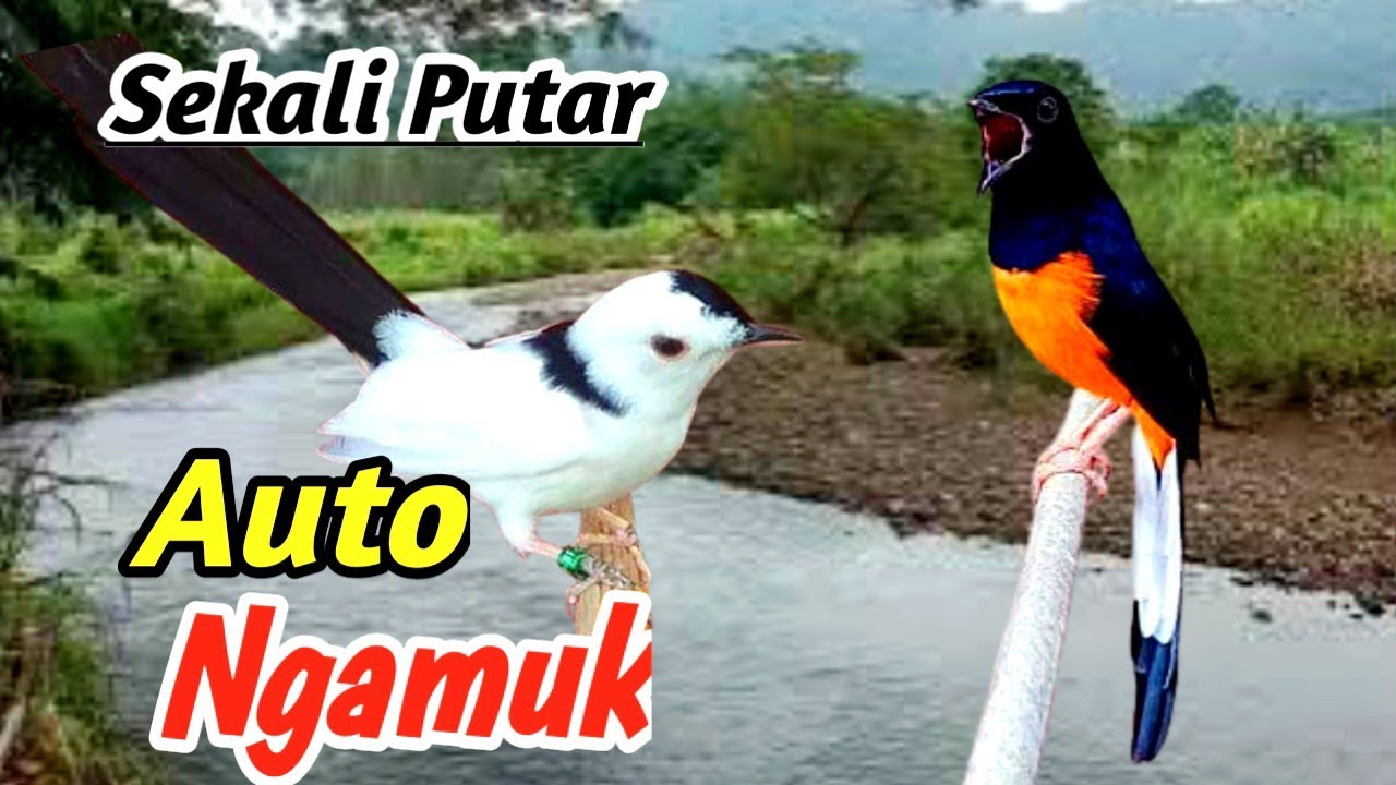 Masteran Murai Batu Suara Alam Sungai Jernih – Natural River Sound Therapy for Champion Bird