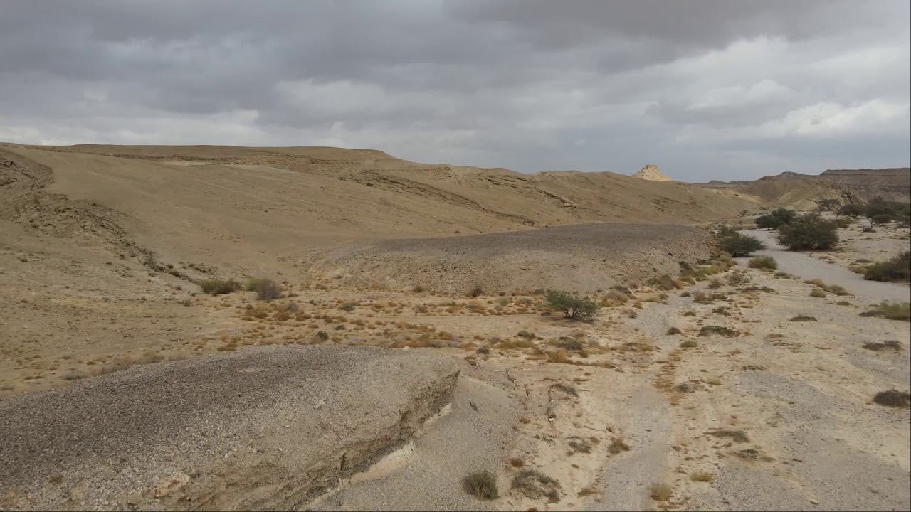 עדר צבאים בנחל ציחור 16.12.2020 השטח שלנו