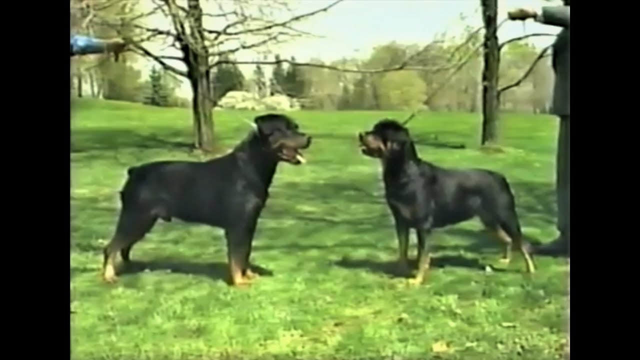 Rottweiler Breed Standard