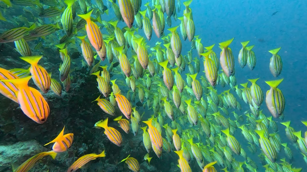 Diving the Passport to Paradise - Bunaken, Bangka and Lembeh.