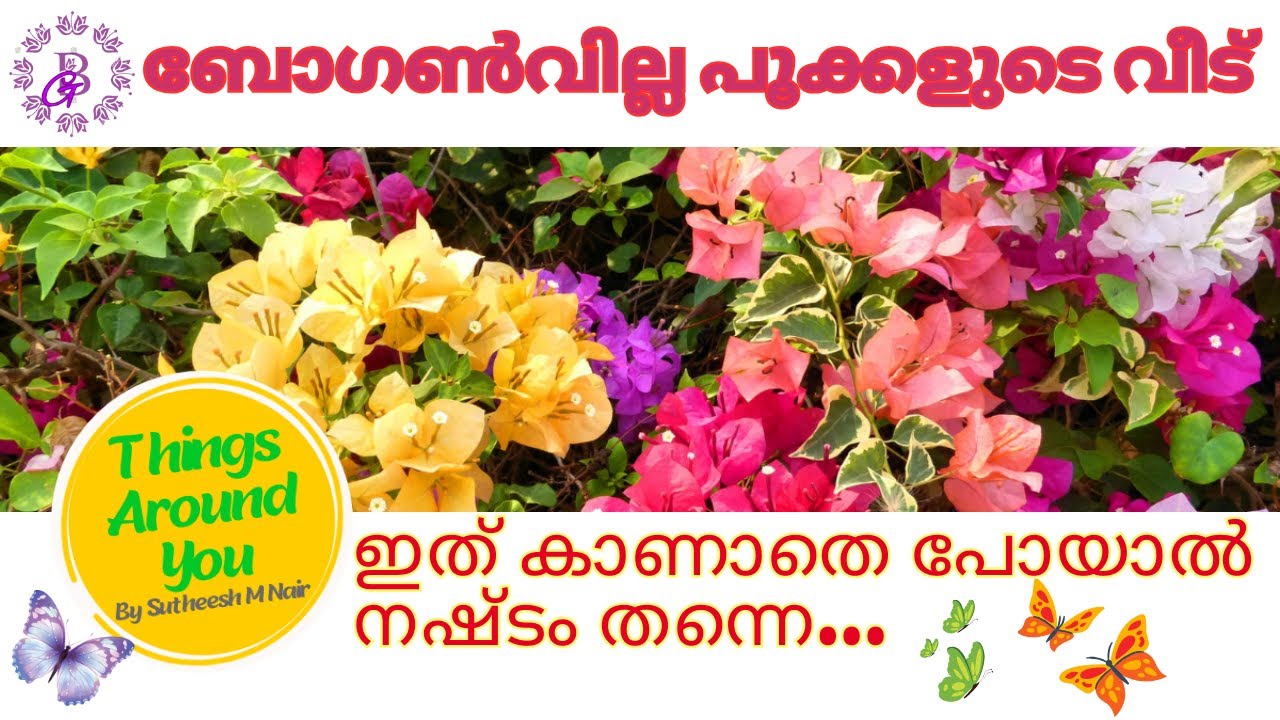 ബോഗൺവില്ല  കണ്ണെടുക്കാൻ തോന്നില്ല | Bougainvillea Gallery | Bougainvillea | Hybrid Bougainville
