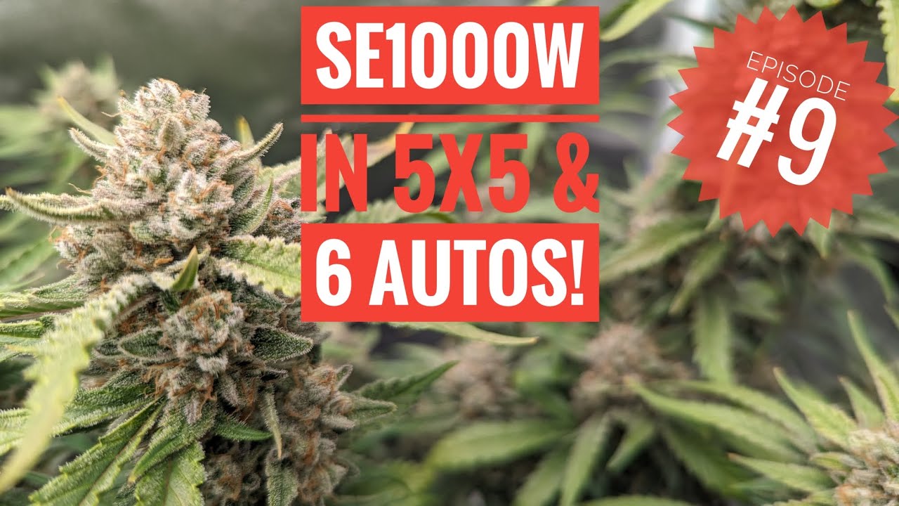 SE1000W & FastBuds- Forbidden Runtz, Tropicana Cookies and Mimosa Cake. Episode 9.