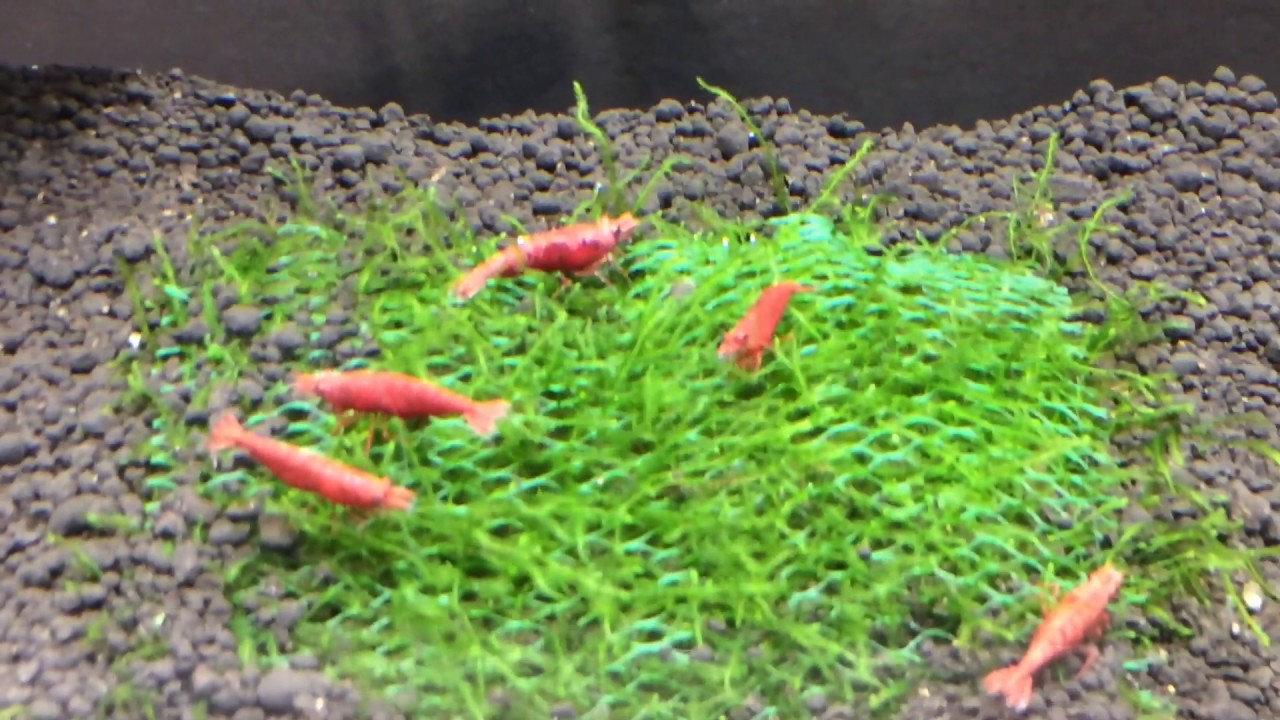 International Shrimp Contest at the Aquatic Experience 2016