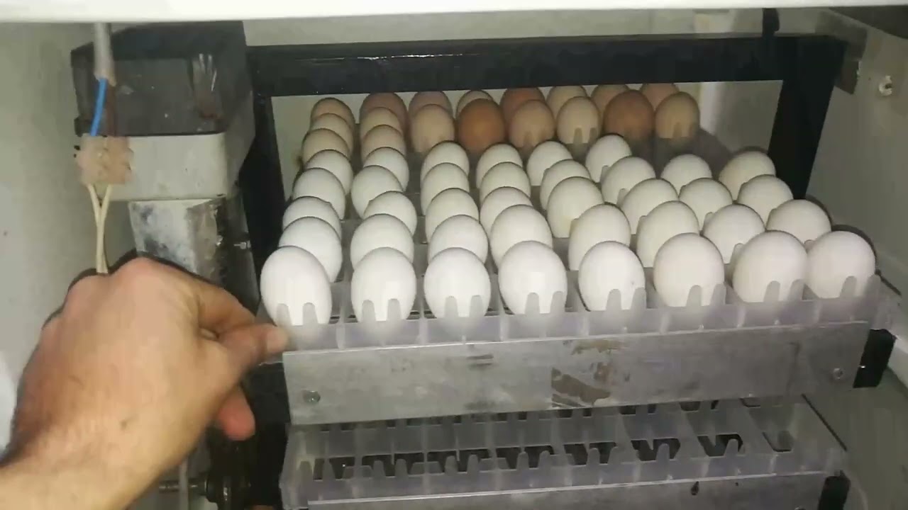 تفقيس البيض بنظام الدفعات : الحلقة (1)