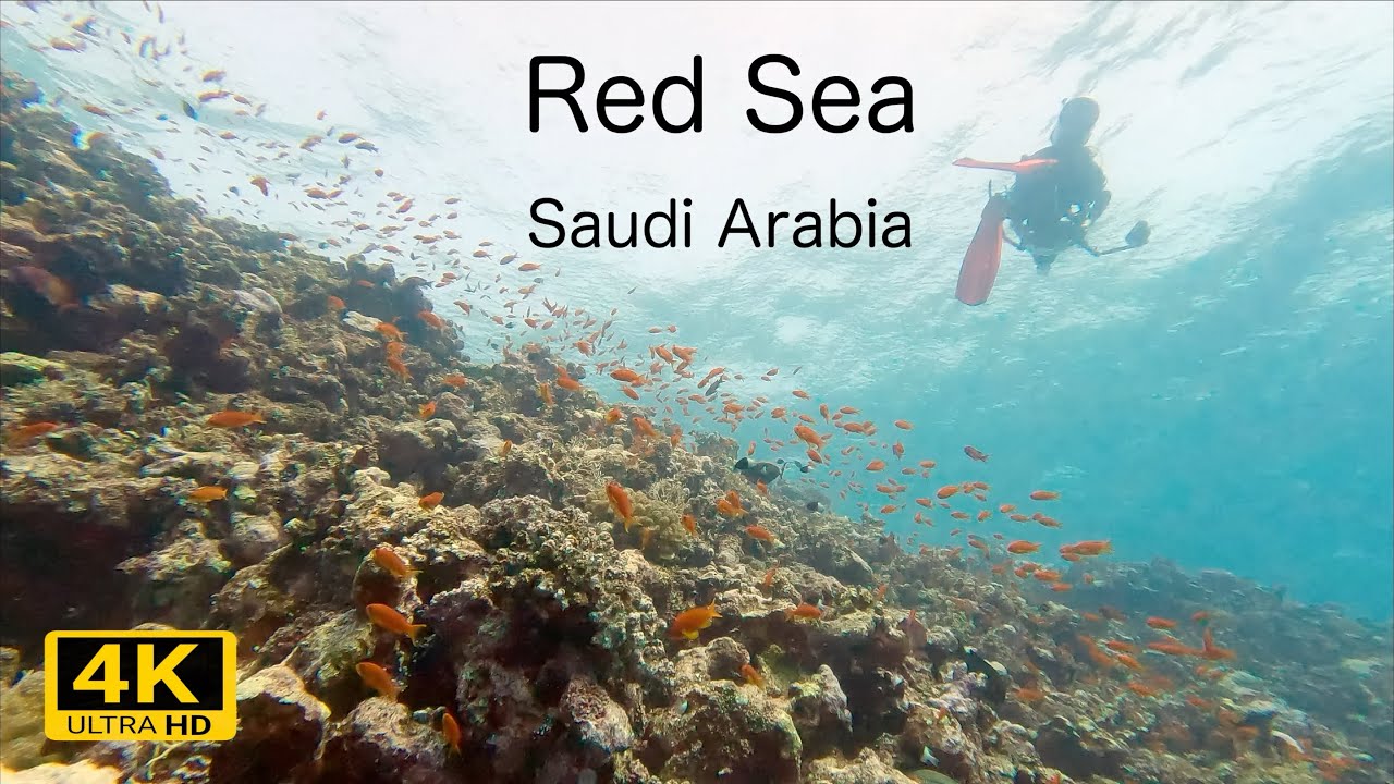 Diving the Saudi Arabian Red Sea 2024