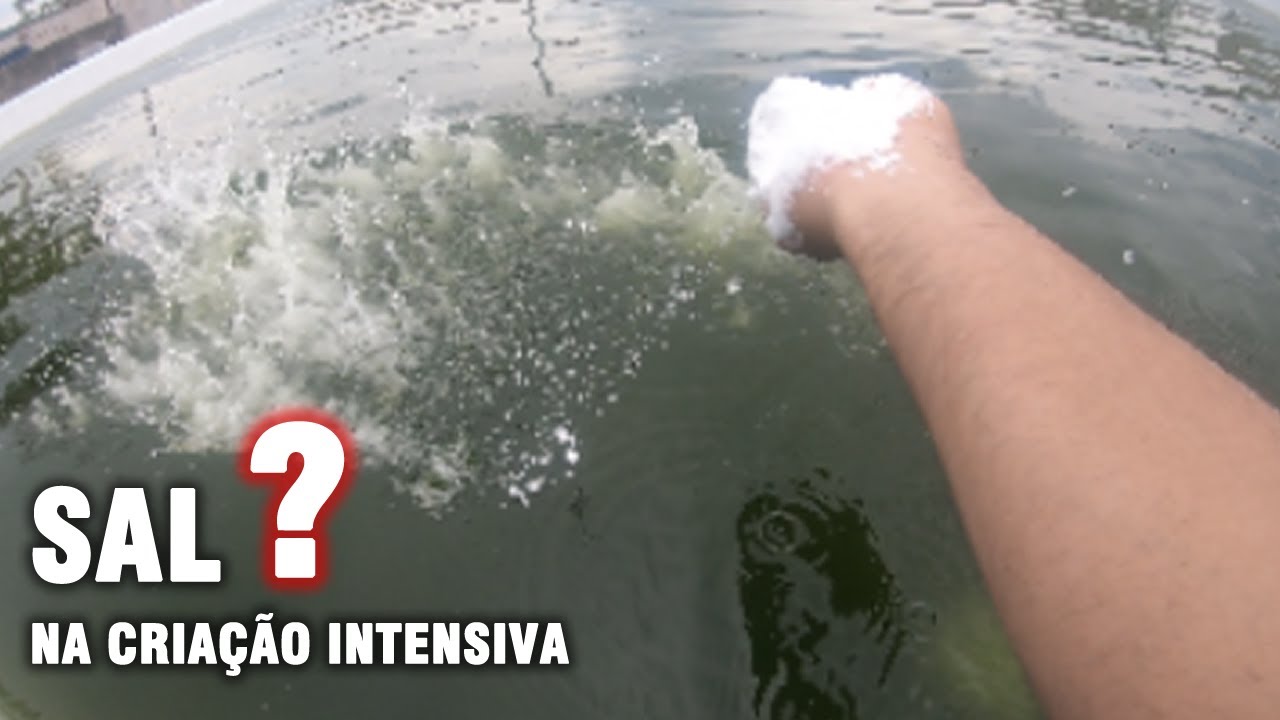 PORQUE O SAL NA CRIAÇÃO INTENSIVA saalada