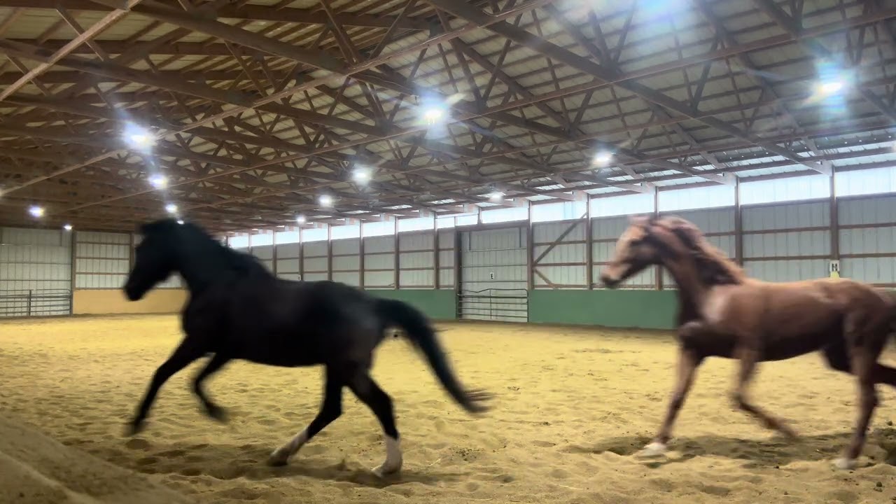 First time playing with Lincoln and Titan at liberty together 