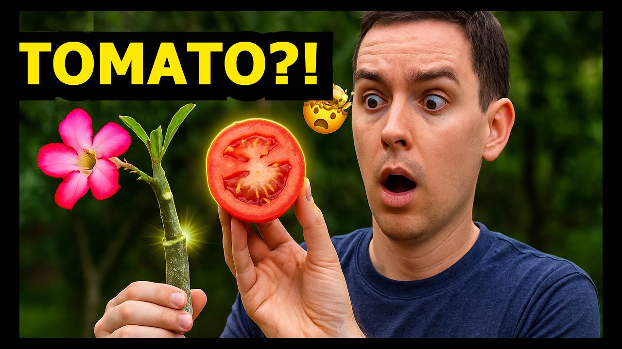 Air Layering Desert Rose with a Tomato &ndash; Sounds Strange but the Results Shocked Me! 🍅 🌿