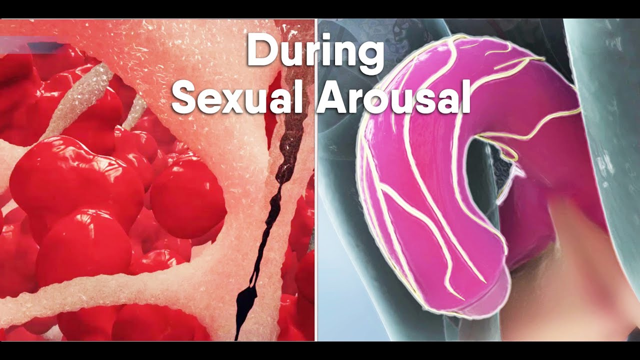 Short track-Do you know what happens During sexual arousal inside the body? what is the clitoris?