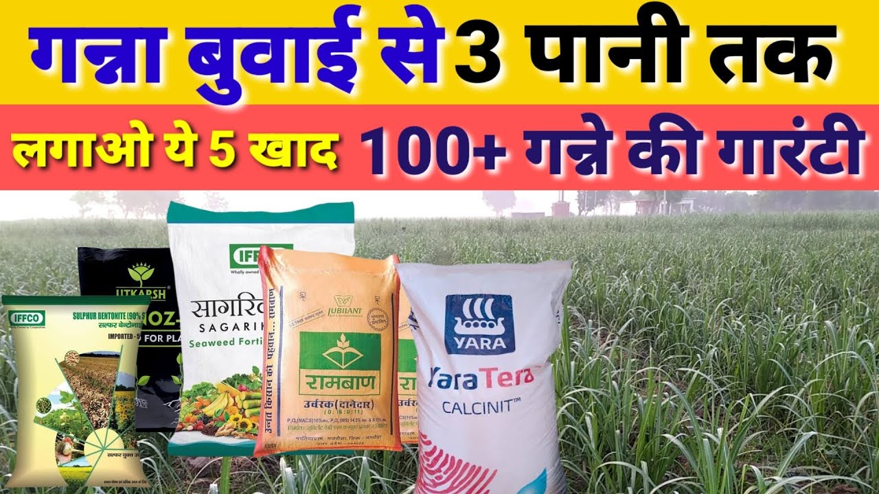 इस बार गन्ना बुवाई से 100 दिन के अंदर लगाओ ये पांच खाद लंबाई होगी 15 फुट और मोटाई 4 इंची ।