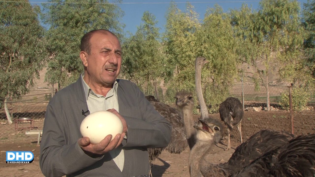 بەخێو کردنی نەعامە لە کوردستان گرنگی خۆی هەیە