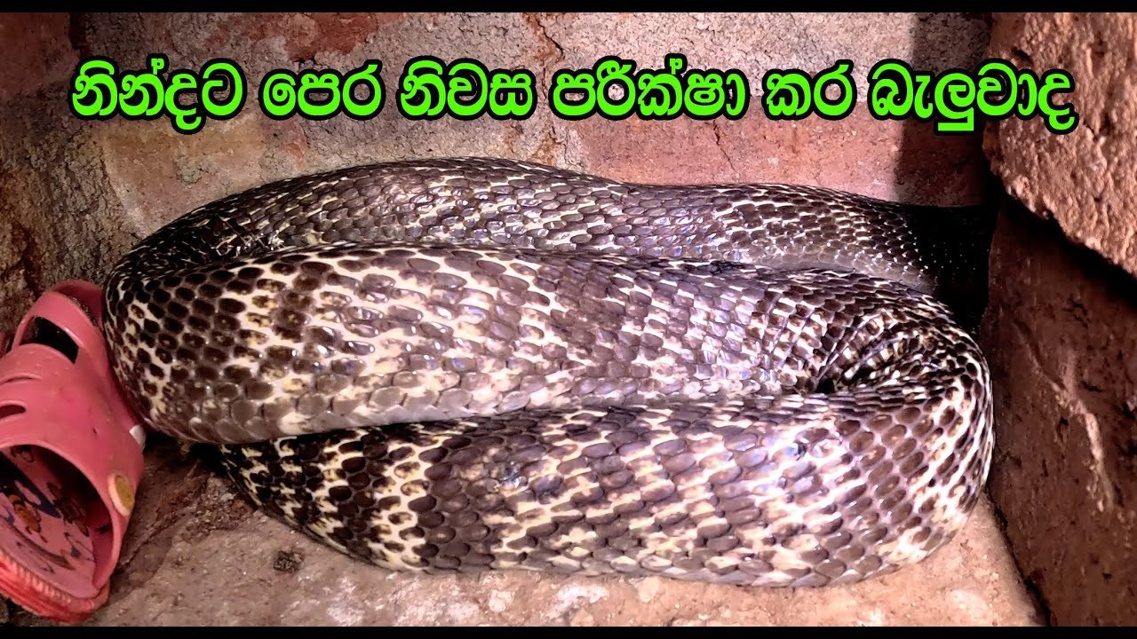 The cobra hiding in the room