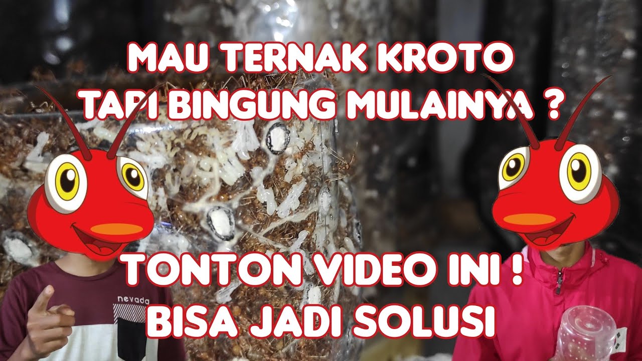 Mau Sukses Ternak Kroto ? Persiapkan Ini Sebelum Ternak / Prepare Before Weaver Ant Breeding