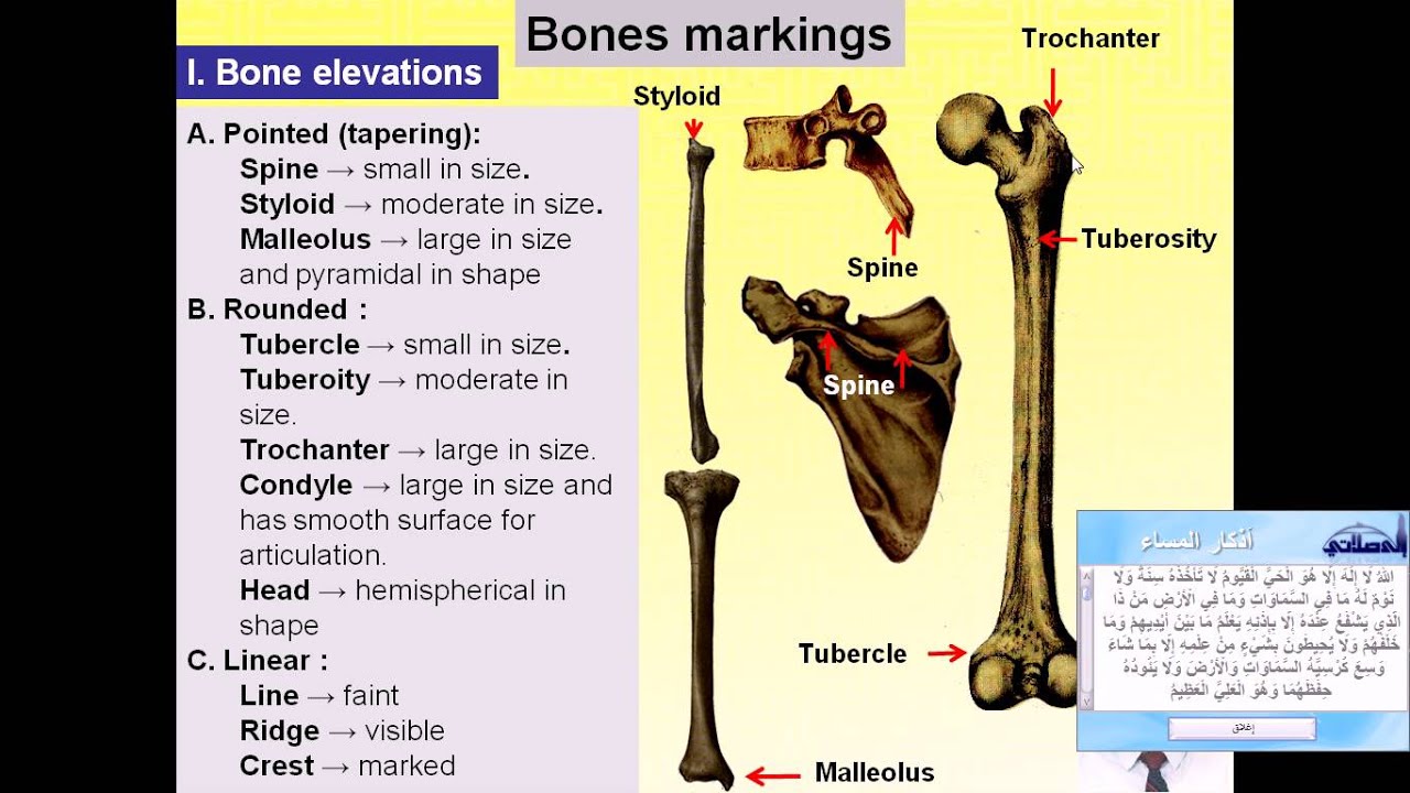 Magdy Said Anatomy Series,An intoduction to human anatomy,5- bone markings
