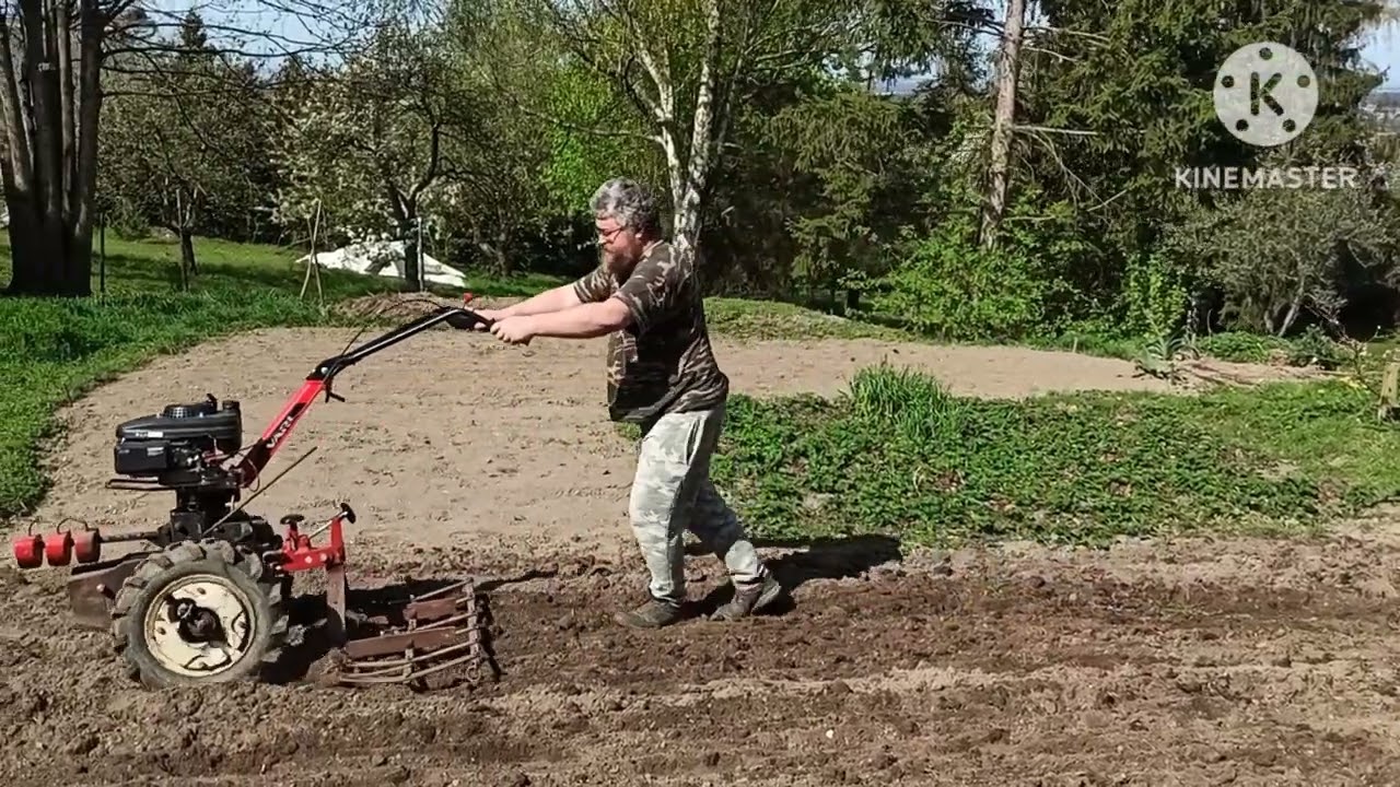 Sazíme brambory na zahradě. VARI s dvouradličkou v akci.