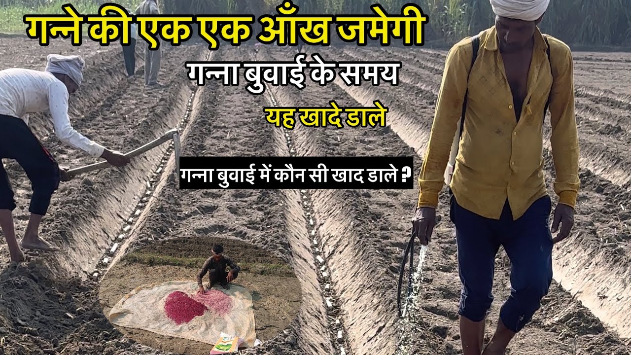 गन्ना बुवाई के समय ये खादे डालो एक एक आँख जमेगी | गन्ना बुवाई के समय कौन सी खाद व दवाई डाले? जानें 