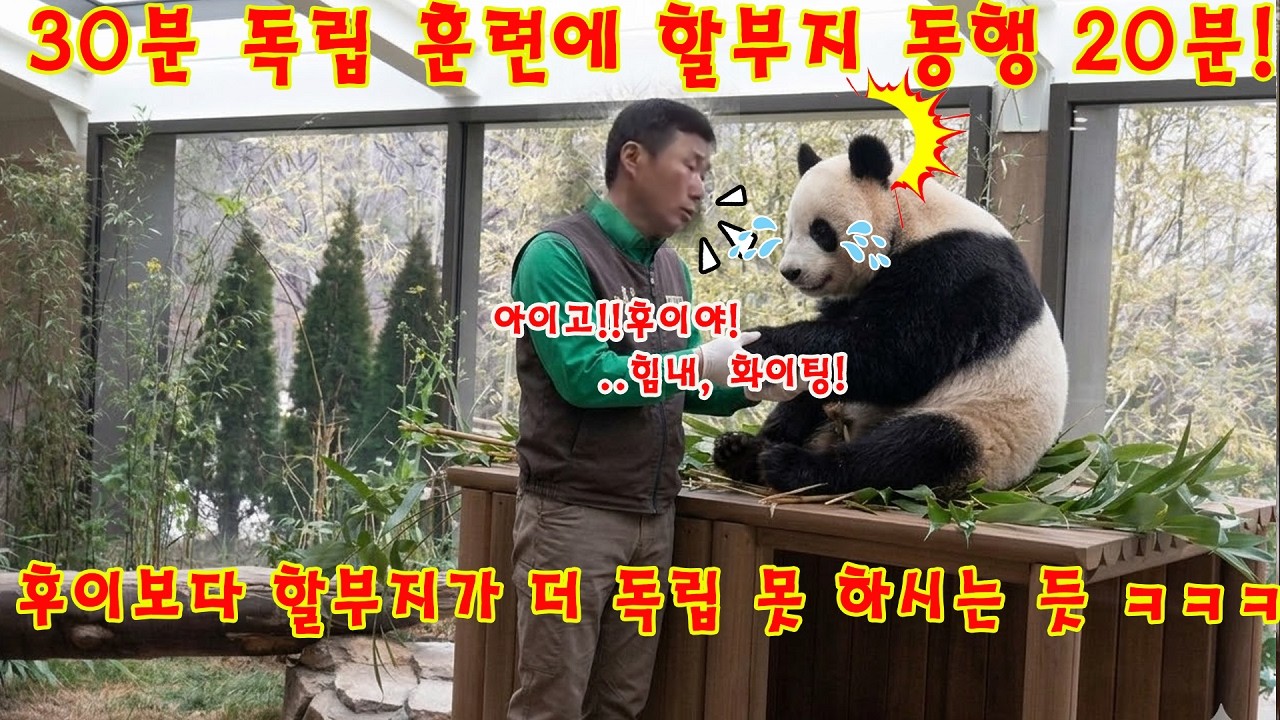 맙소사!💥언니 없이 혼자 남겨진 후이의 눈물겨운 사투...후이바오 독립 훈련이라면서요! 30분 훈련하는데 정작 할부지가 20분이나 곁에 계시네요 🤣ㅋㅋㅋ