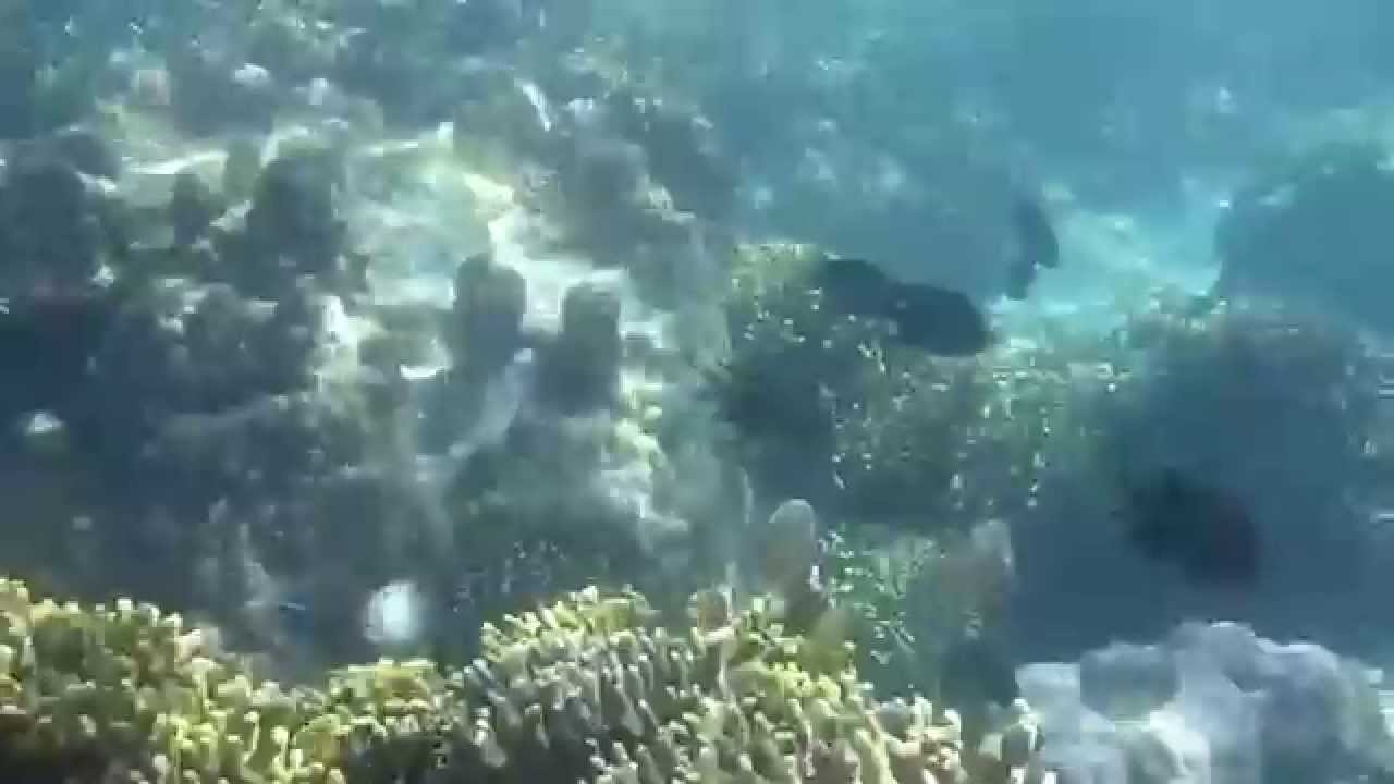 Snorkeling Coral Garden Puerto Galera  Philippines 6