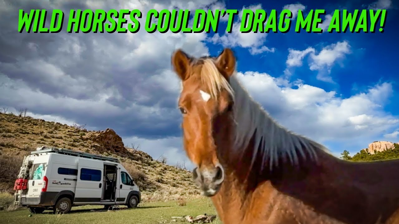 Free Camping on BLM Land with Wild Mustangs!