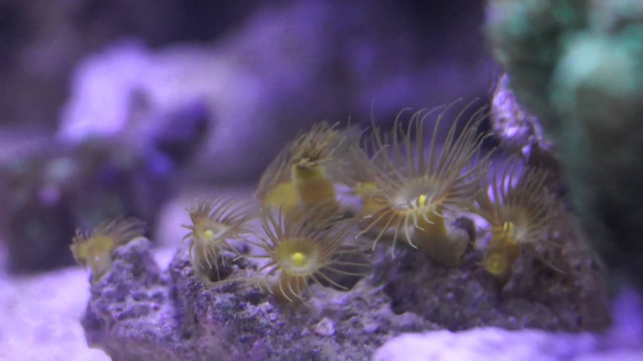 #66 NanoReef 10G after 30 days / 30 dni od zalania