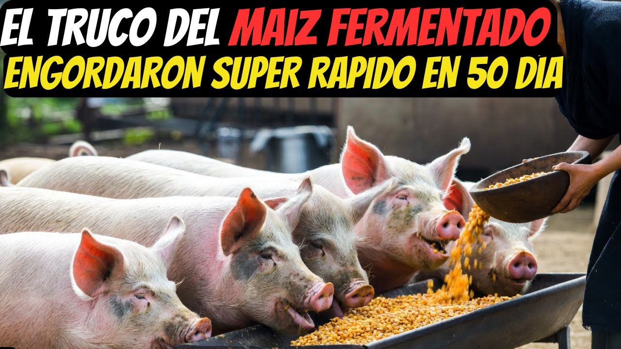 El Truco del Maíz Fermentado ¡Mis Cerdos ENGORDARON SUPER RAPIDO EN 50 Día