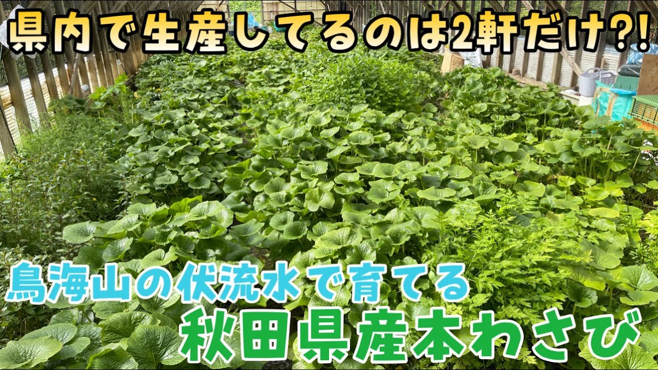 【秋田で起業】秋田県産本わさびを求めてにかほ市へ！採れたて本ワサビを鋼鮫で食す！秋田市の比内地鶏焼鳥専門店ソリレスで扱う本ワサビをご紹介します！
