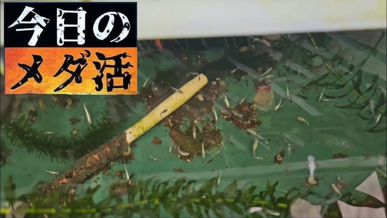 今日のメダ活 2026年2月15日 メダカ日誌