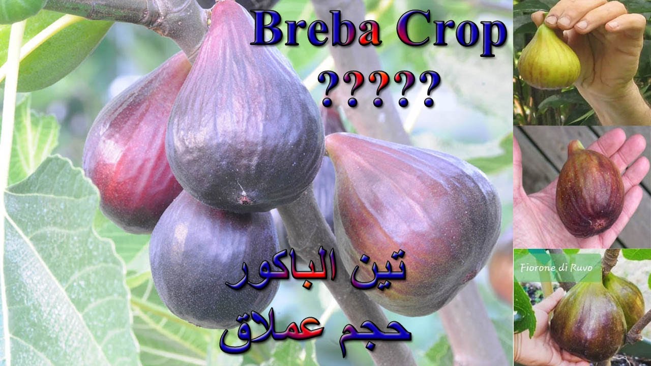 ماهو تين الباكور او التين المبكر وكيف تحصل عليه ؟What does Breba Fig Crop mean !?