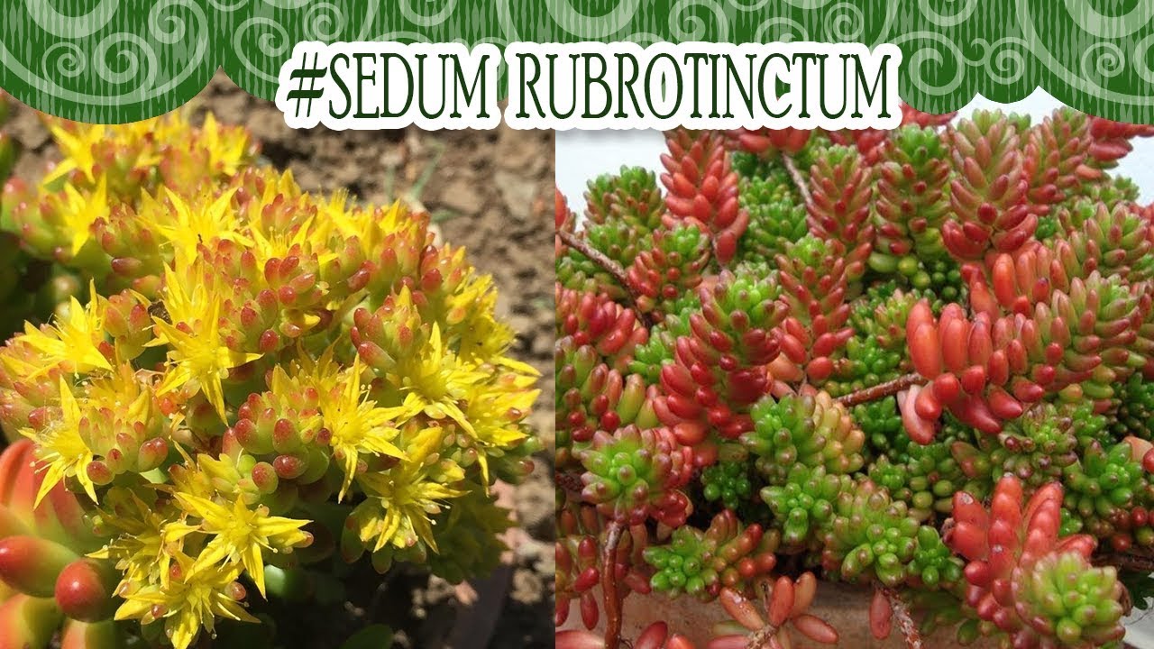 #Suculentadodia! | Sedum Rubrotinctum