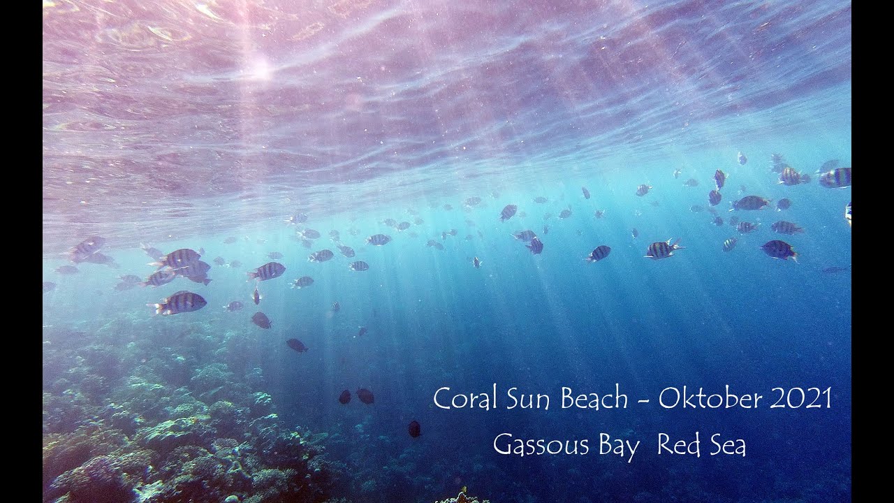 Hausriff Coral Sun Beach Oktober 2021