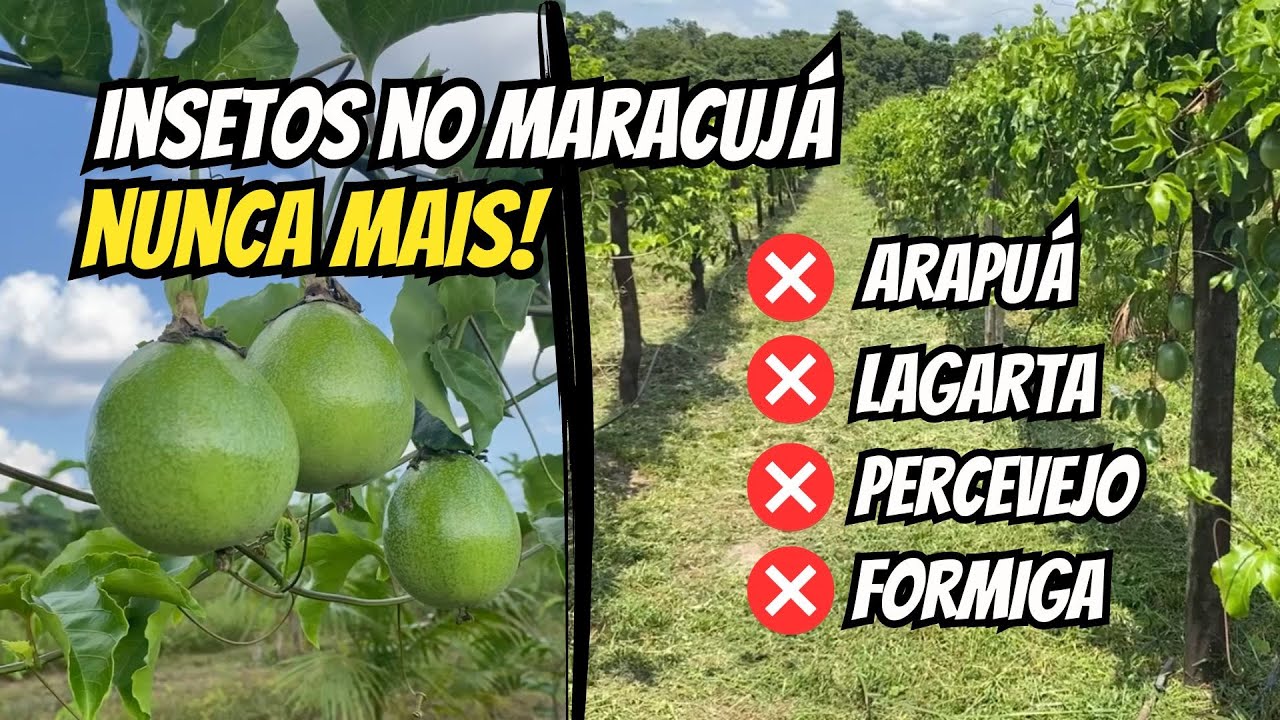 Como acabar com as pragas no maracujá? - ARAPUÁ, LAGARTA, PERCEVEJO no maracujá