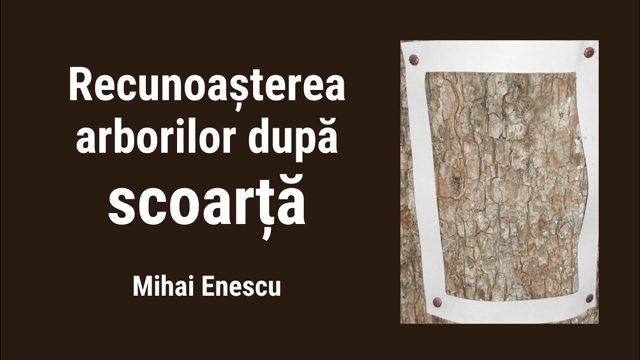 Mihai Enescu - Recunoaște arborii după scoarță