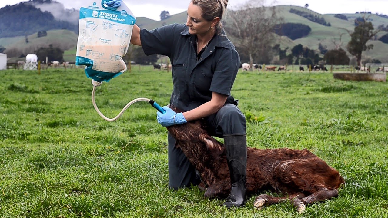 Trusti Pasteur and Colostrum Bags For Optimum Colostrum Management