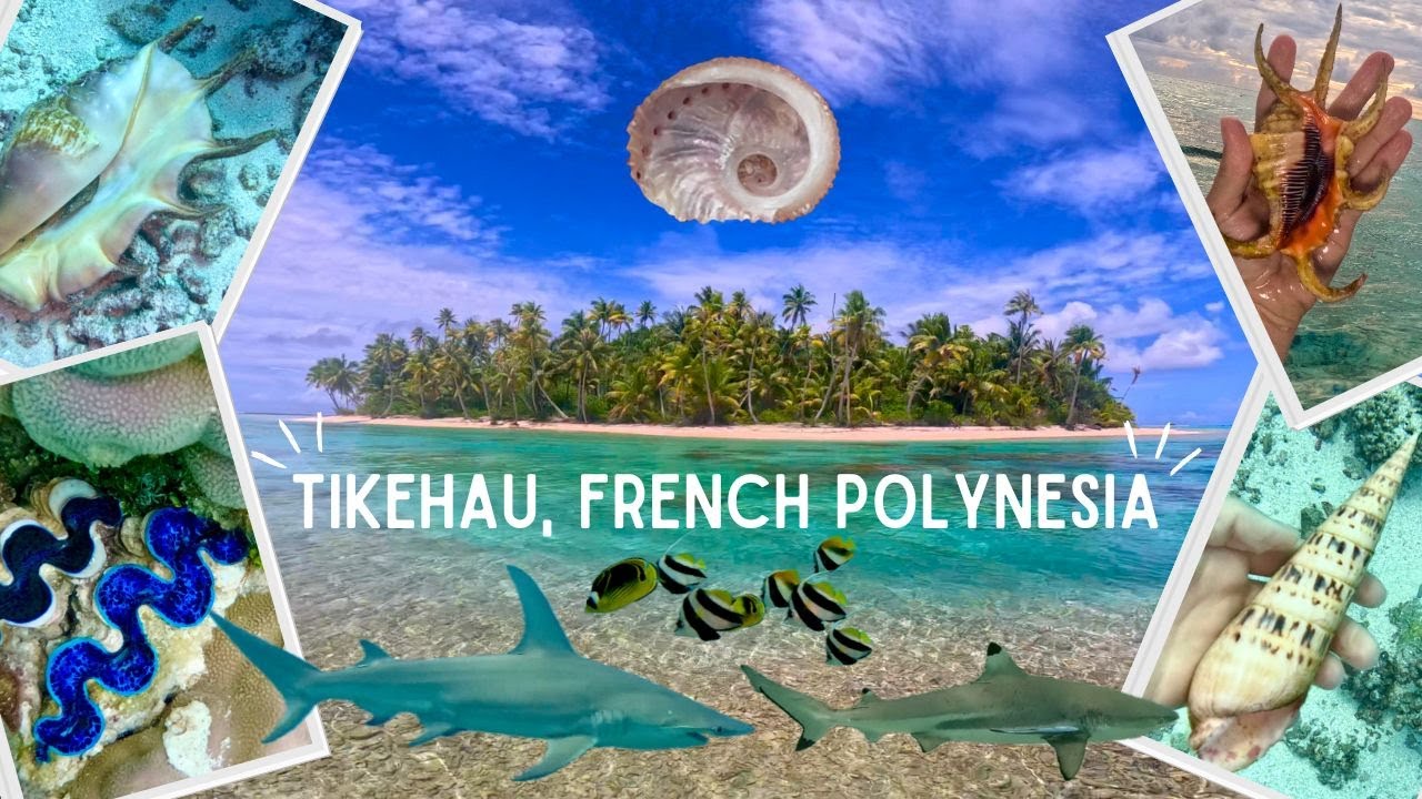 Shelling & Diving in Tikehau, French Polynesia - Shells Everywhere!